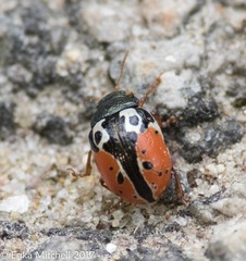 Calligrapha rowena
