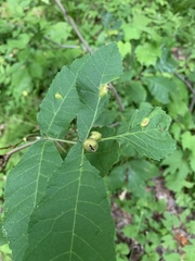 Phylloxera williamsi