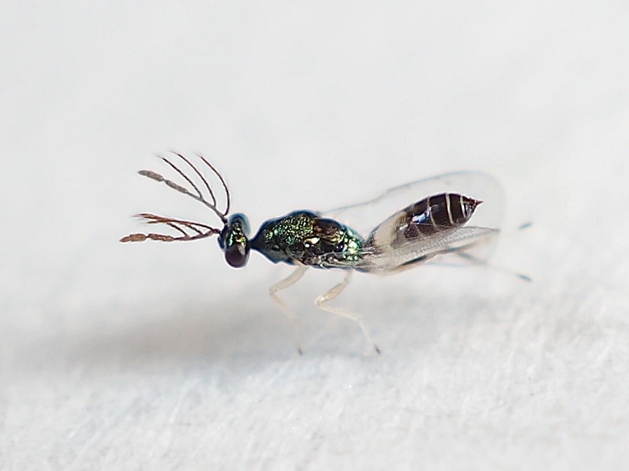 Pnigalio
