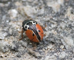Calligrapha rowena