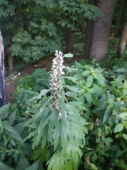 Leonurus quinquelobatus