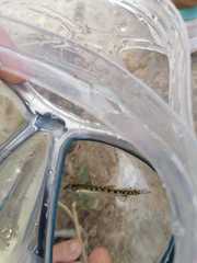Cobitis paludica