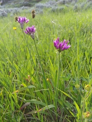 Allium brevistylum