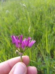 Allium brevistylum