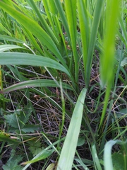 Allium brevistylum
