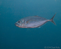 Craterognathus plagiotaenia