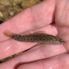 Etheostoma nigripinne