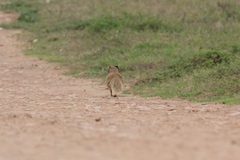 Cynictis penicillata penicillata