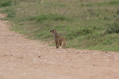 Cynictis penicillata penicillata