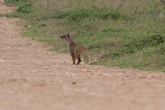 Cynictis penicillata penicillata