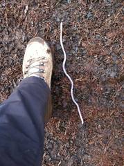 Driloleirus macelfreshi