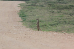 Cynictis penicillata penicillata