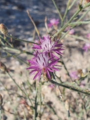 Centaurea diffusa