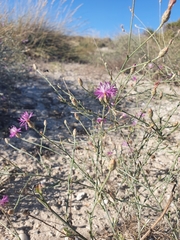 Centaurea diffusa