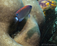 Pomacentrus bankanensis