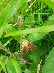 Autographa bractea