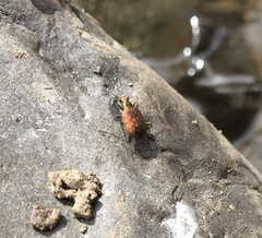 Opisthius richardsoni