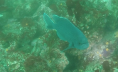 Chromis punctipinnis