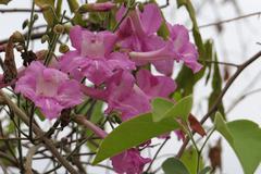 Tanaecium dichotomum