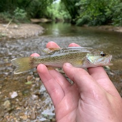 Micropterus cahabae