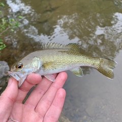 Micropterus cahabae