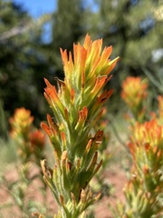 Castilleja applegatei viscida