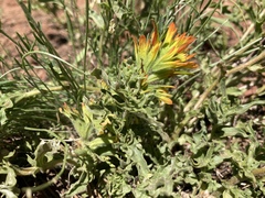 Castilleja applegatei viscida