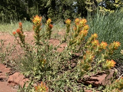 Castilleja applegatei viscida