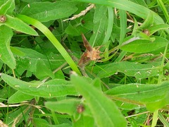 Autographa bractea