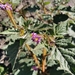 Solanum mitchellianum - Photo (c) mwoels, algunos derechos reservados (CC BY-NC)