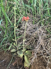 Kalanchoe lateritia