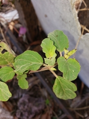 Acalypha indica
