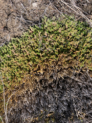 Selaginella wallacei