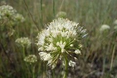 Allium flavescens