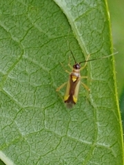 Campyloneura virgula