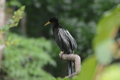 Anhinga anhinga