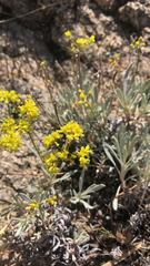Eriogonum brevicaule