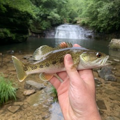 Micropterus warriorensis