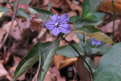 Ruellia erythropus