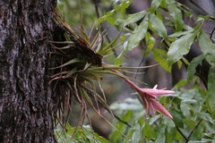 Tillandsia didisticha