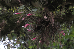 Tillandsia tenuifolia