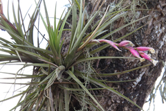 Tillandsia tenuifolia