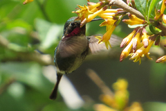 Microstilbon burmeisteri