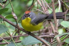 Myioborus brunniceps