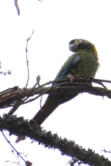 Primolius auricollis