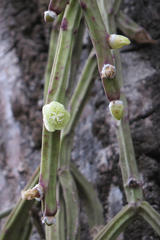 Rhipsalis floccosa
