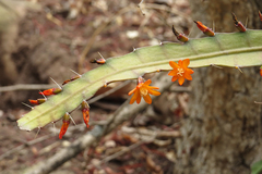 Pfeiffera monacantha