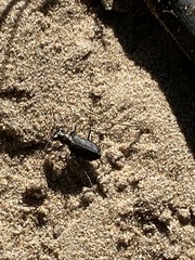 Cicindela punctulata punctulata