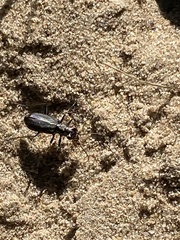 Cicindela punctulata punctulata