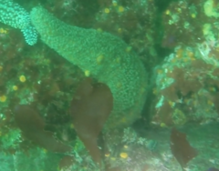 Apostichopus parvimensis